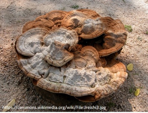 Reishi, ¿el hongo de la inmortalidad, o más bien de la inmoralidad?